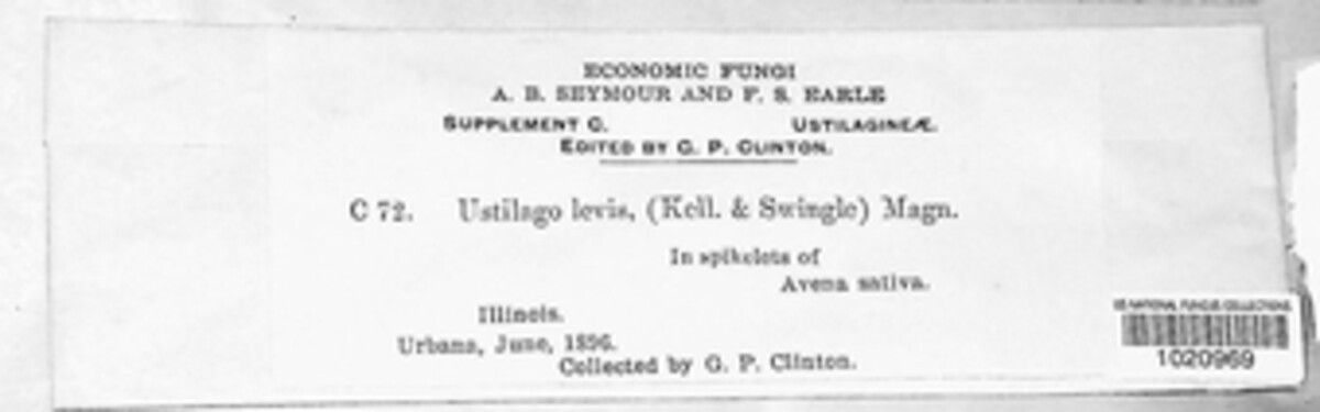 Ustilago hordei image